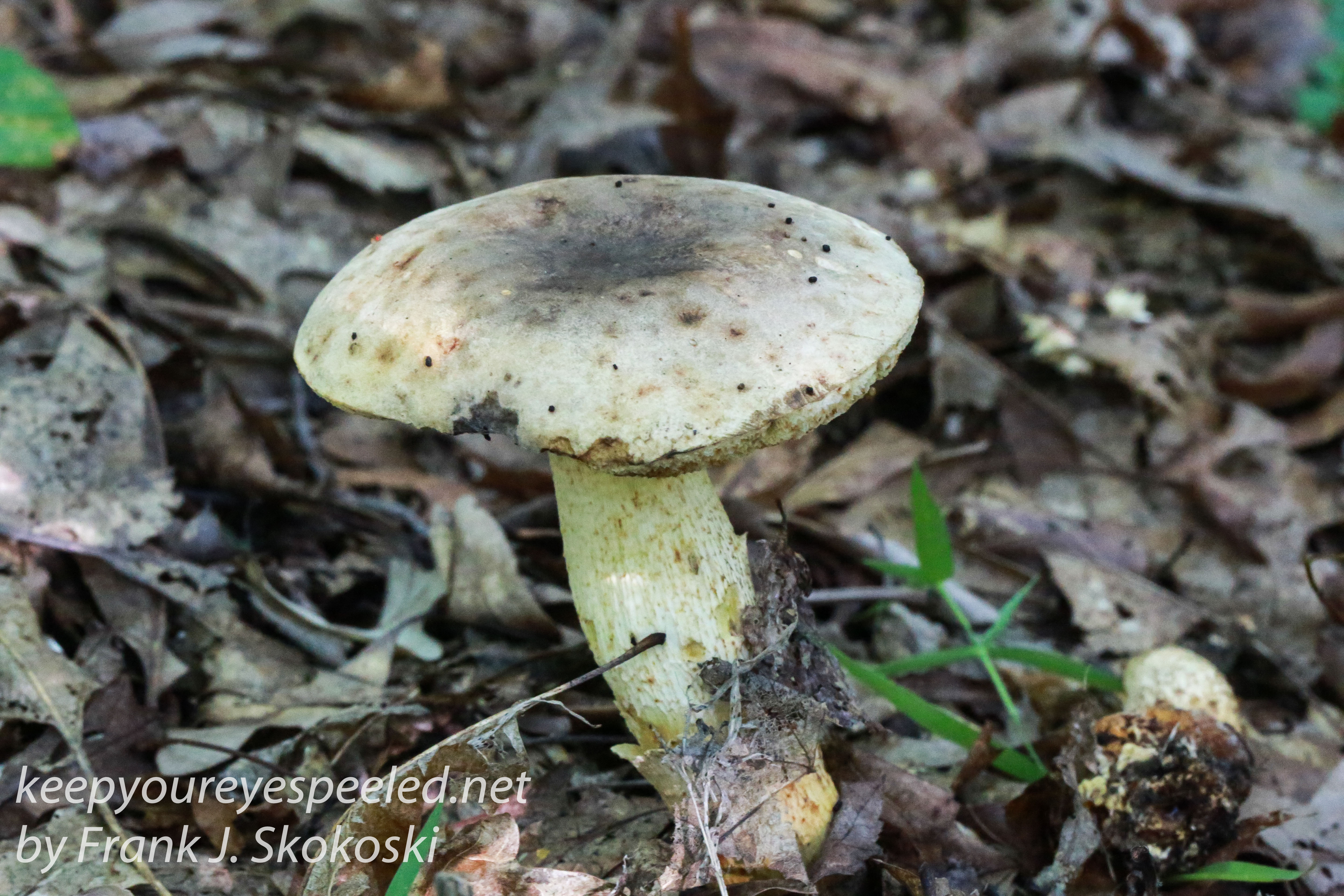 mushrooms -3