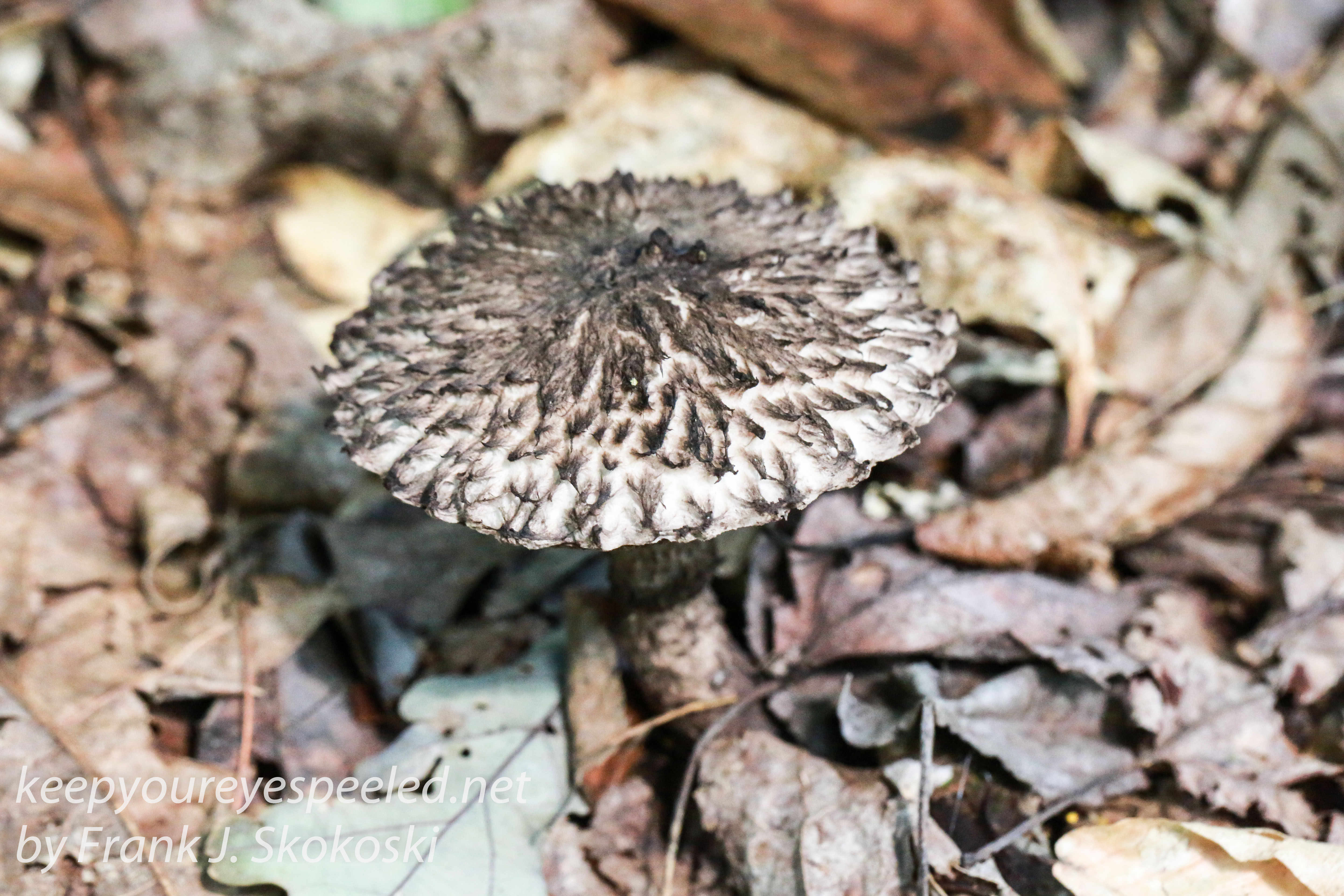 mushrooms -35