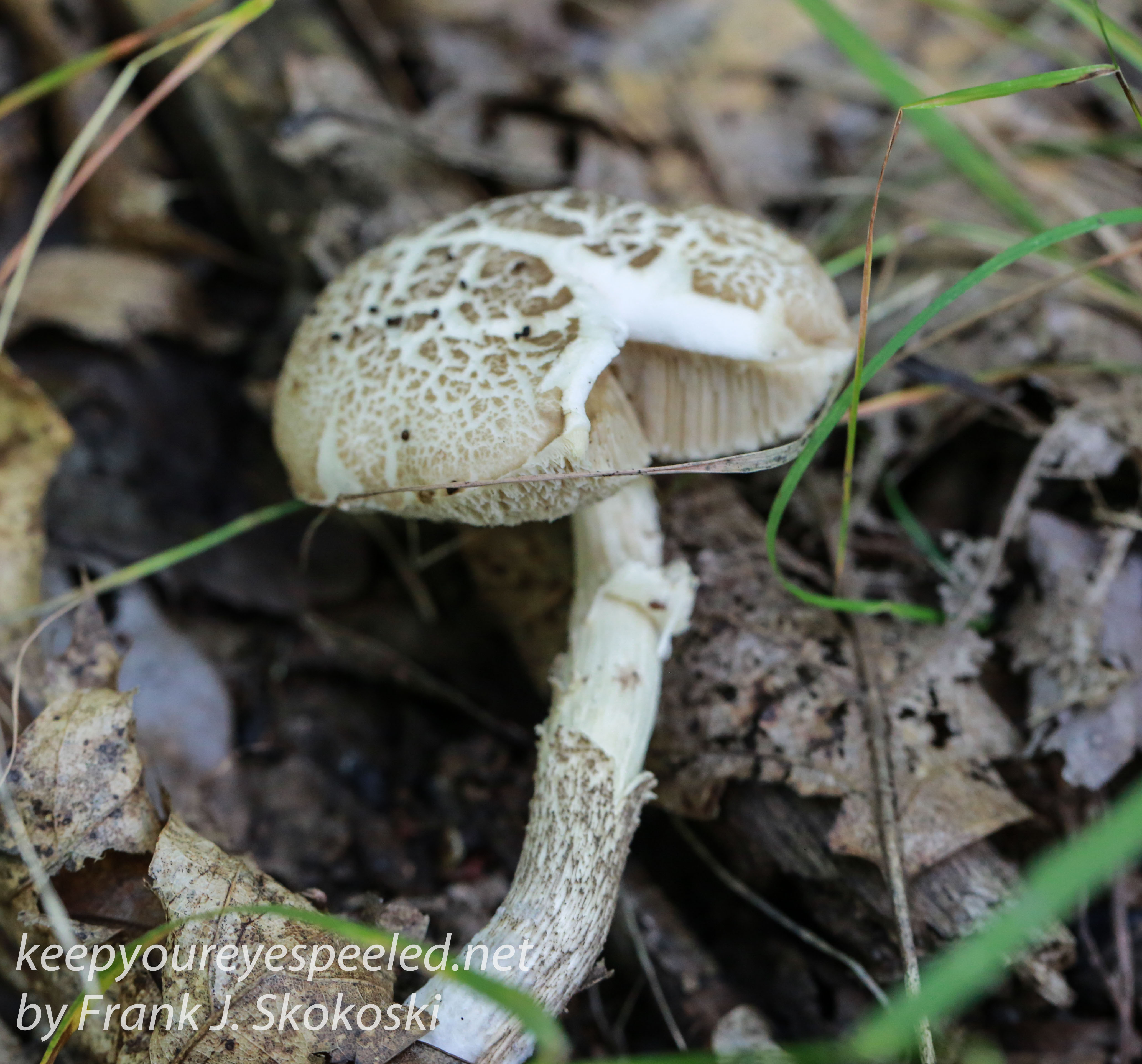 mushrooms -4
