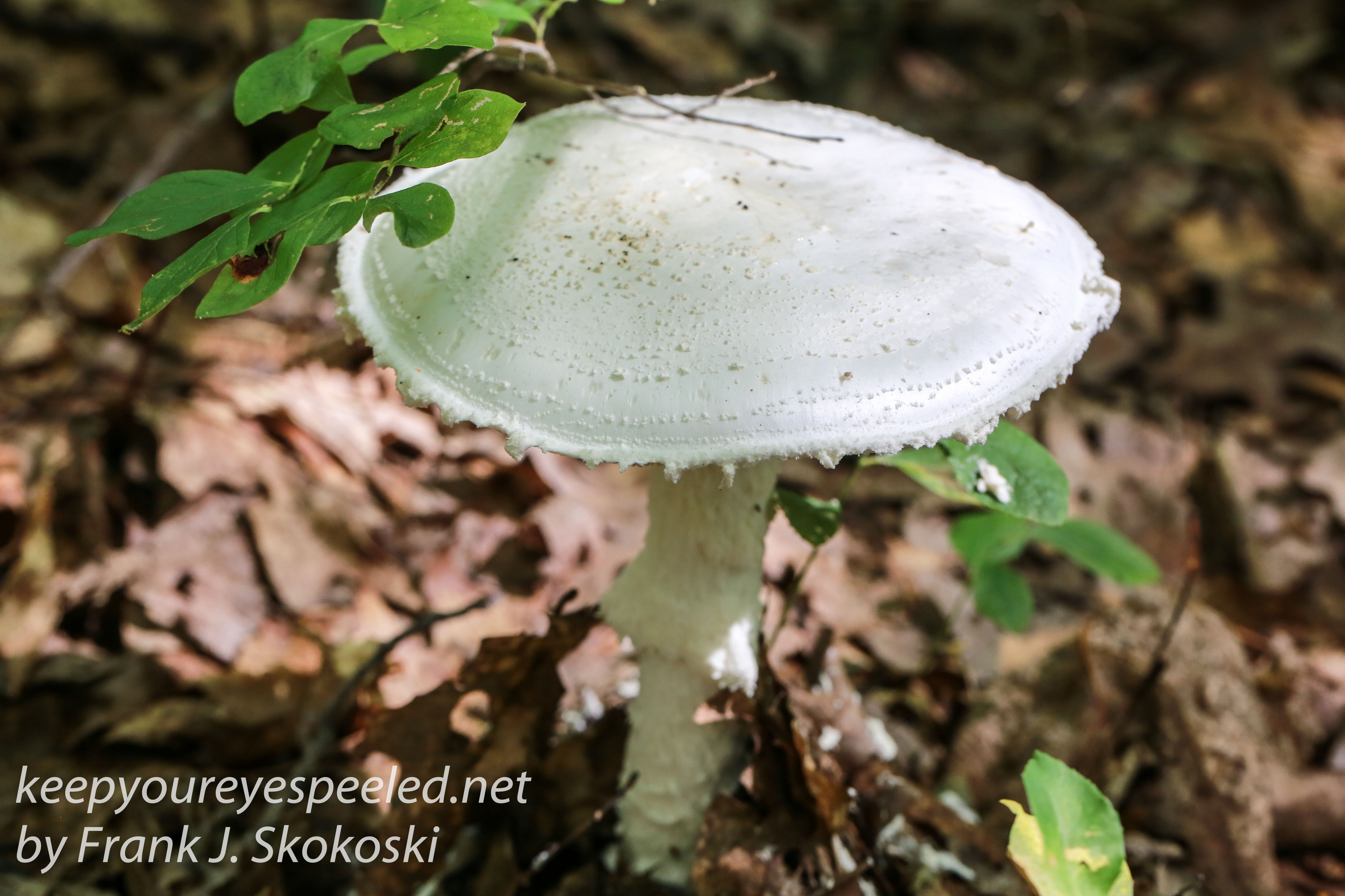 mushrooms -42