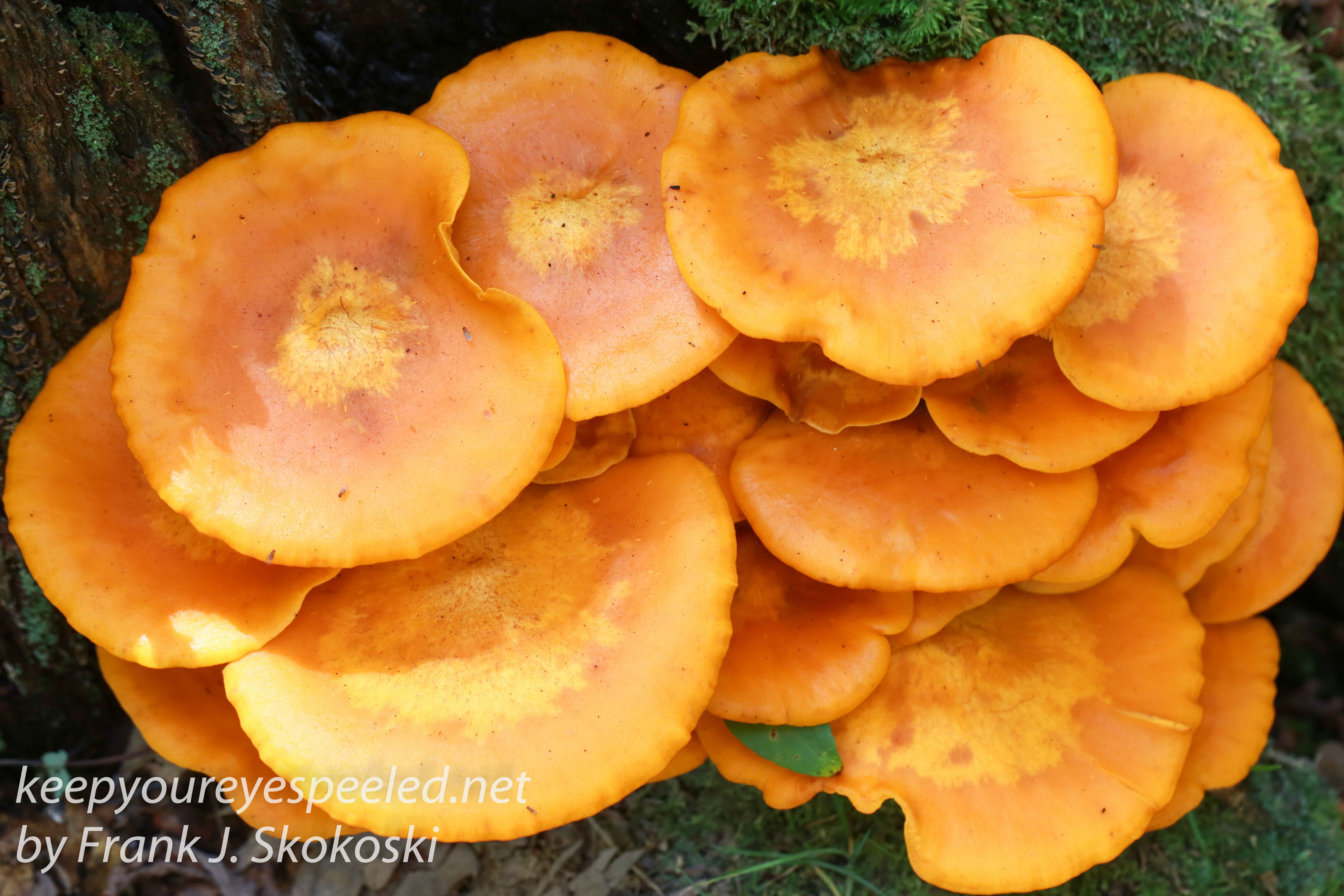 mushrooms -46