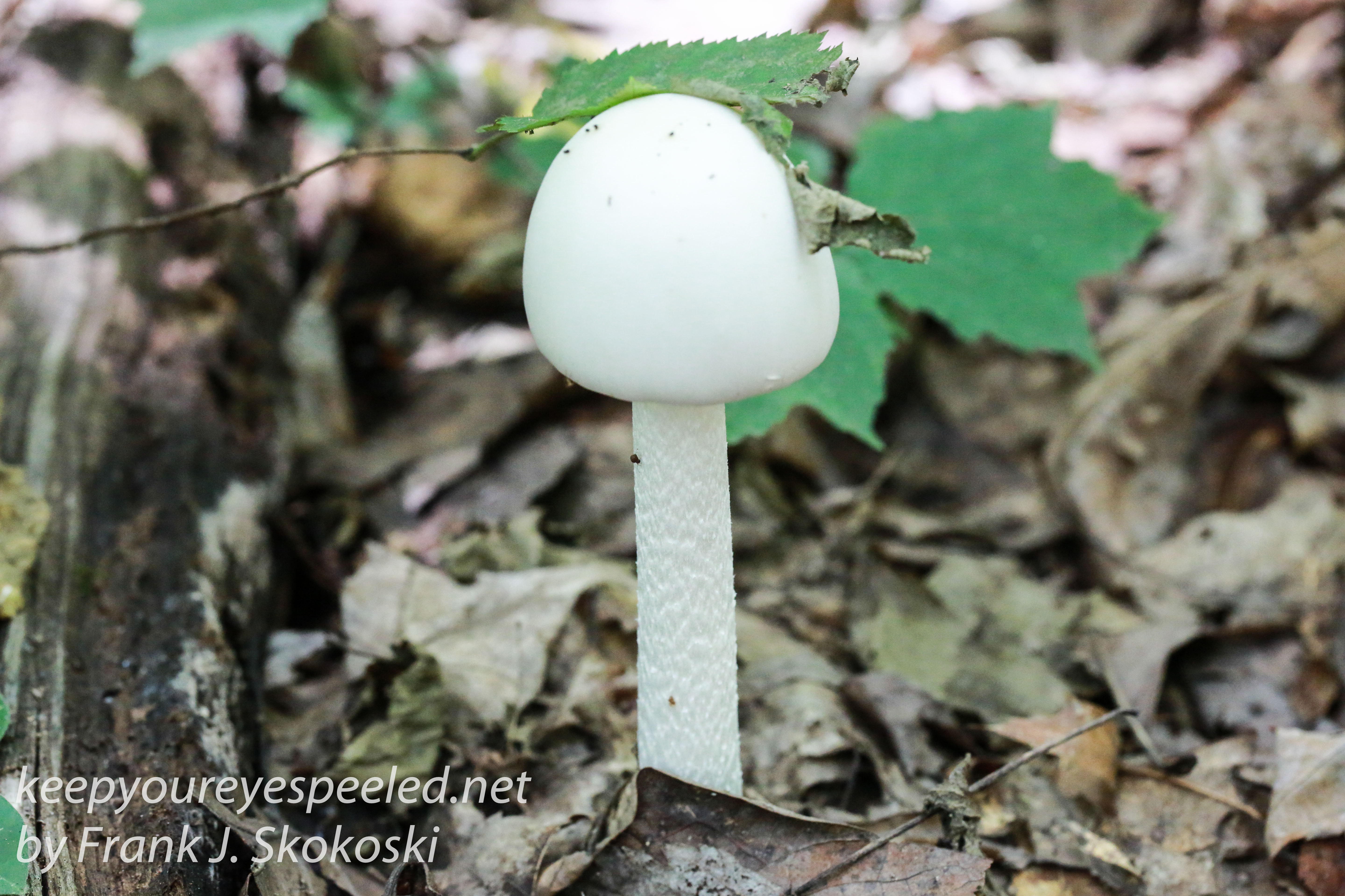 mushrooms -49