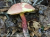 mushrooms -1