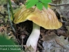 mushrooms -12