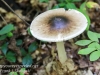 mushrooms -14
