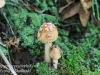 mushrooms -16