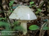 mushrooms -17