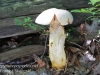 mushrooms -19