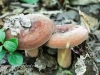 mushrooms -22