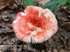 mushrooms -24