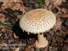 mushrooms -25