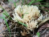mushrooms -26
