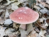 mushrooms -27
