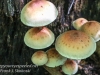 mushrooms -30