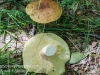 mushrooms -32