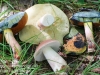 mushrooms -33