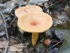 mushrooms -36