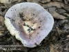 mushrooms -39