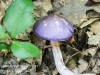 mushrooms -40