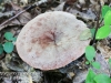 mushrooms -41