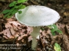 mushrooms -42