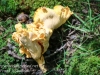 mushrooms -43