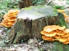 mushrooms -45