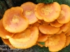 mushrooms -46