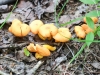 mushrooms -48