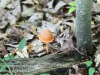 mushrooms -5