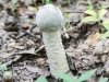 mushrooms -50