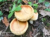 mushrooms -51