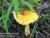 mushrooms -6