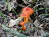 mushrooms -8