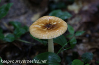 Pennsylvania mushrooms