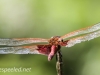 Nescopeck State dragonfly (3 of 43).jpg