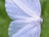 Nescopeck State  moth (22 of 43).jpg