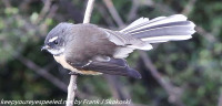 New Zealand birds fantail  Glenorchy February 12 2019