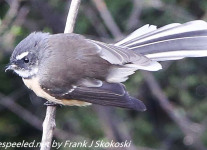 New-Zealand-Day-Seven-fantail-1-of-7