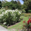 New-Zealand-Christchurch-botnical-gardens-34-of-35