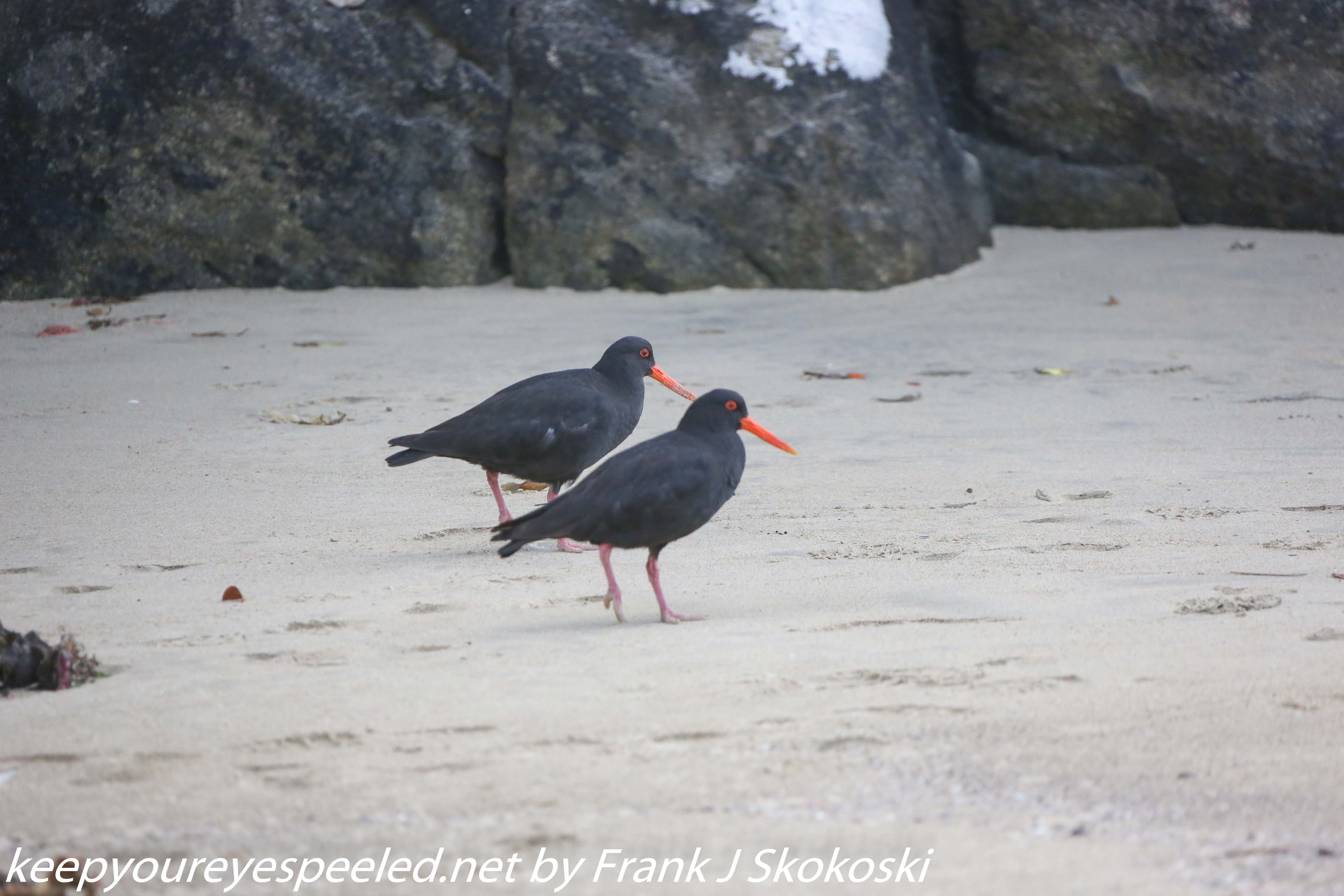 New-Zealand-Day-Eight-Stewart-Island-evening-walk-birds-10-of-16