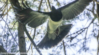 New Zealand Day Eight Stewart Island Ulva Island birds February 13 2019