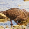 New-Zealand-Day-Eight-Stewart-Island-Ulva-Islan-birds-d-18-of-28