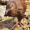 New-Zealand-Day-Eight-Stewart-Island-Ulva-Islan-birds-d-21-of-28