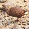 New-Zealand-Day-Eight-Stewart-Island-Ulva-Islan-birds-d-24-of-28