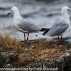 New-zealand-Day-Fifteen-Rotorua-lakefront-hike-birds-5-of-28