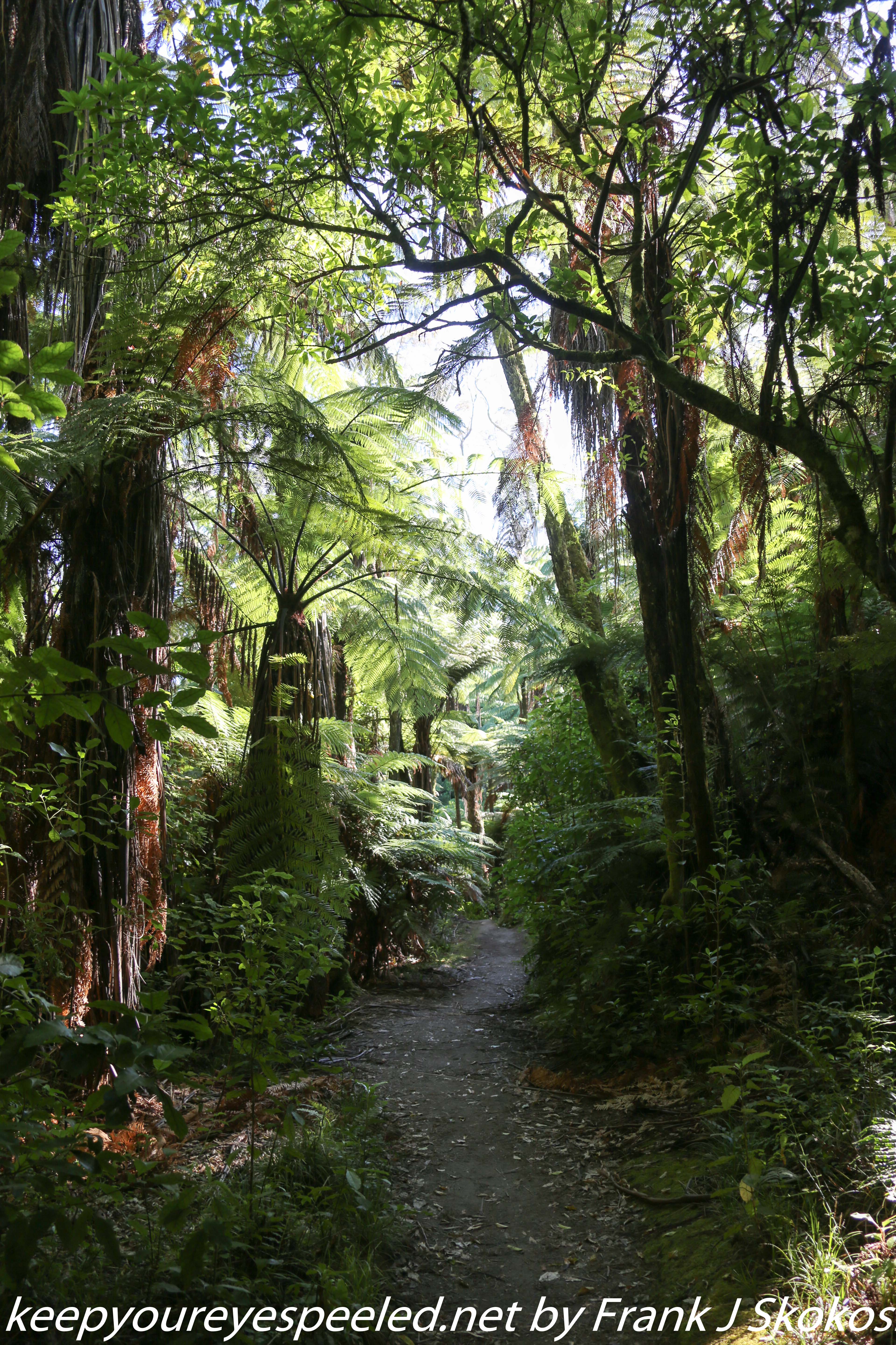 New-zealand-Day-Fifteen-Rotorua-Rewood-forest-and-Blue-lake-18-of-49