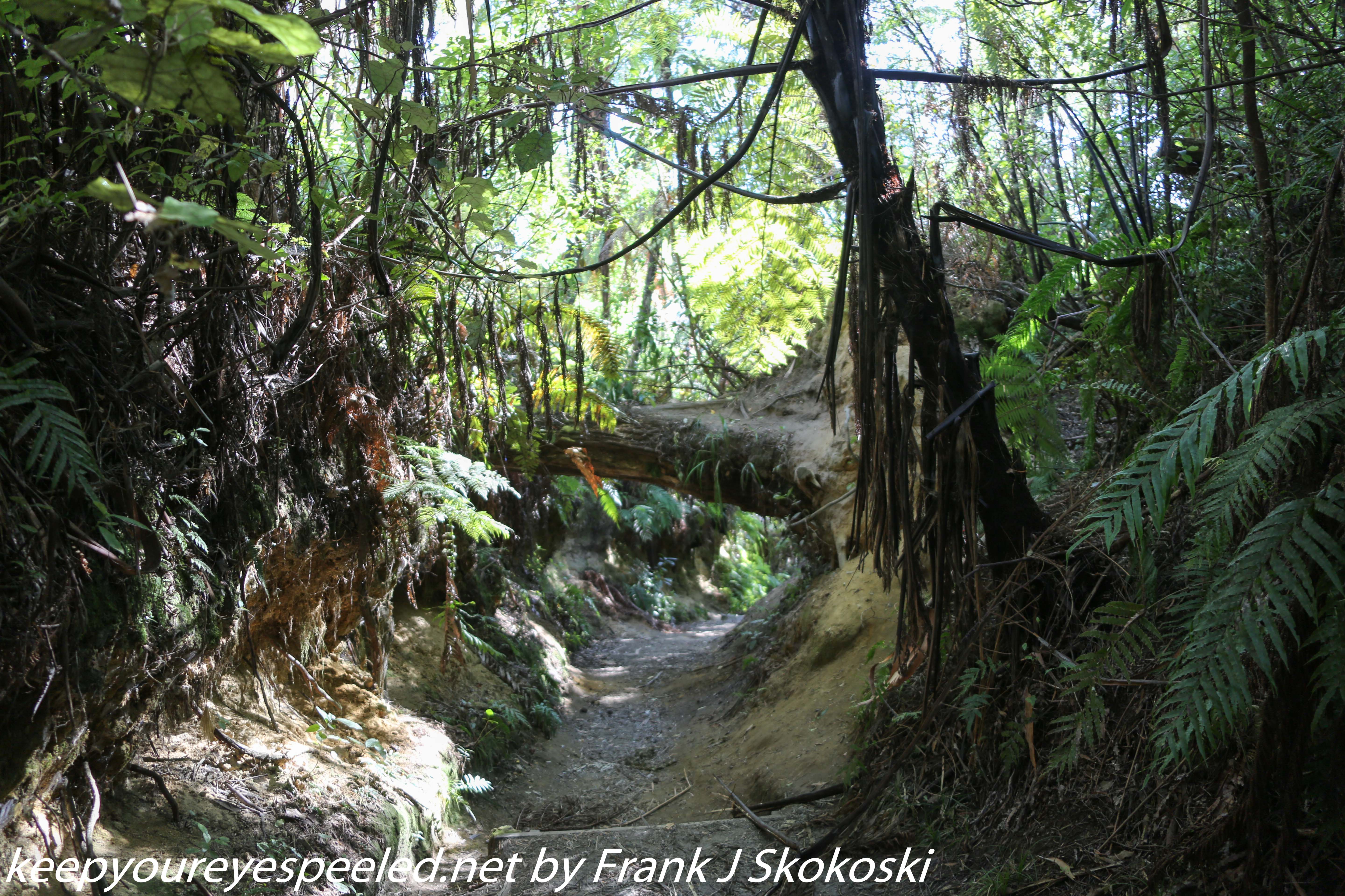 New-zealand-Day-Fifteen-Rotorua-Rewood-forest-and-Blue-lake-23-of-49