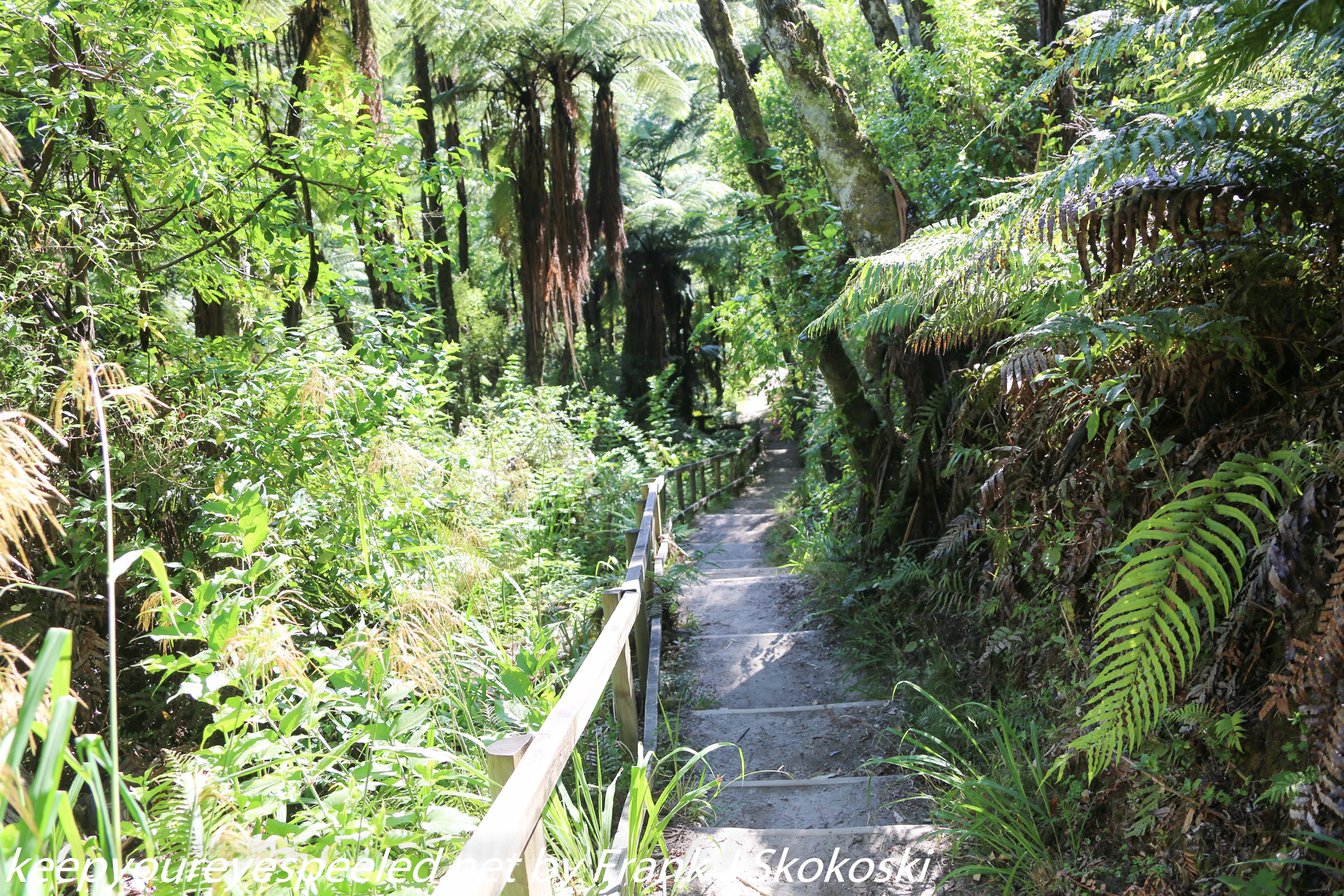 New-zealand-Day-Fifteen-Rotorua-Rewood-forest-and-Blue-lake-24-of-49