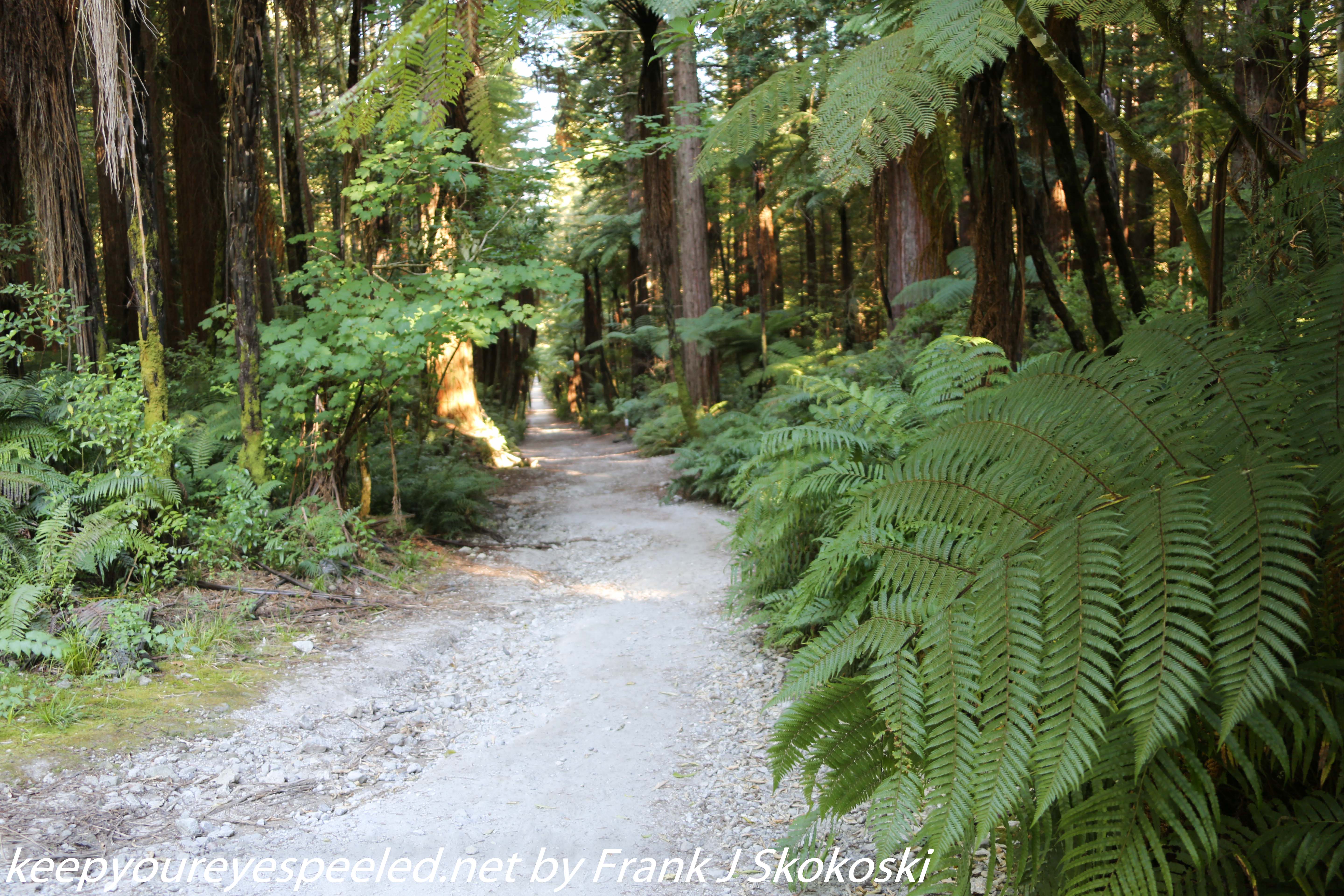 New-zealand-Day-Fifteen-Rotorua-Rewood-forest-and-Blue-lake-27-of-49